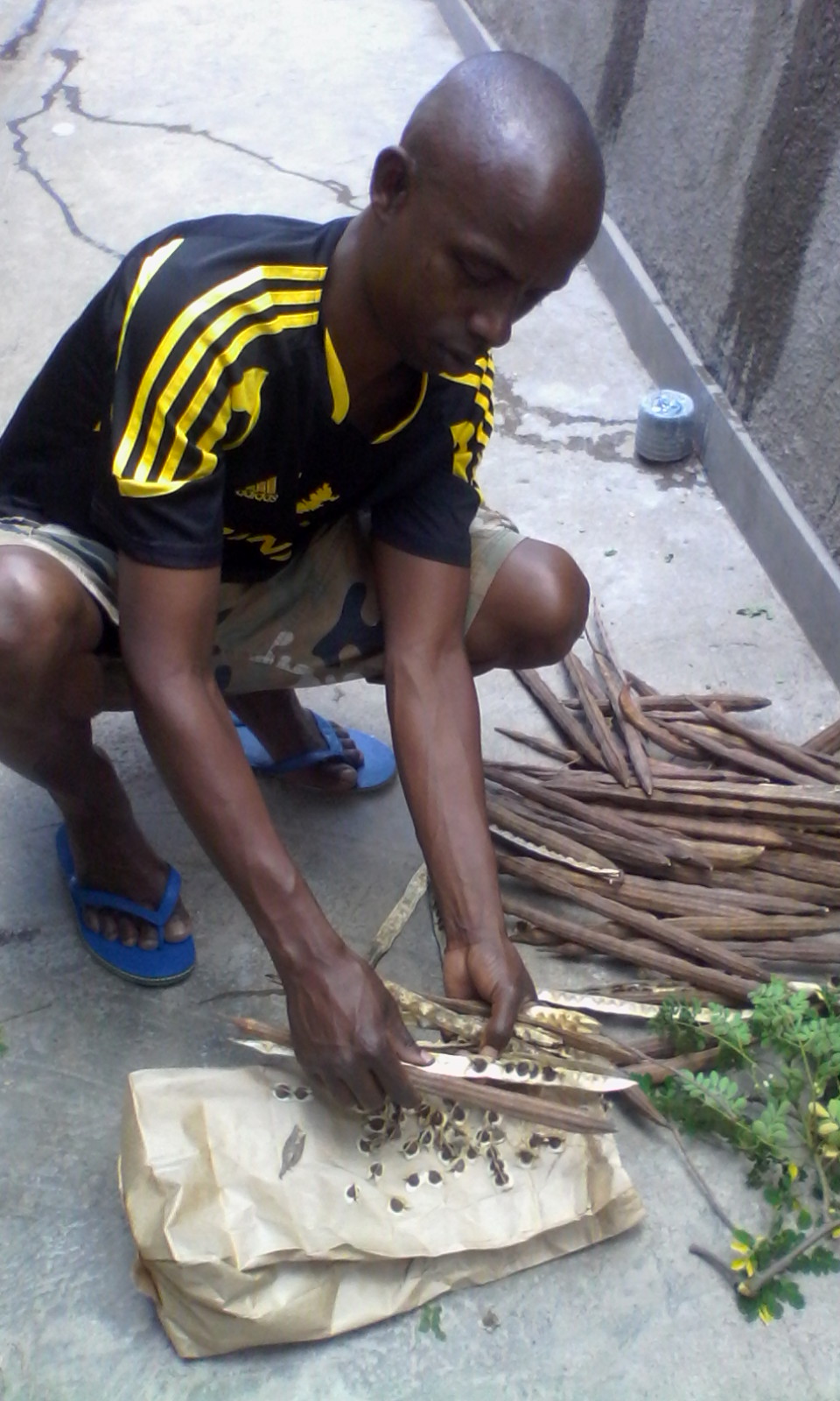 "Preparing tree seeds for planting"